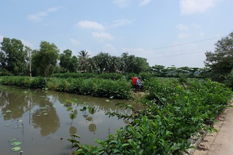 Kiến nghị giao Bitexco xây hai cây cầu vào bán đảo Thanh Đa