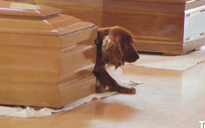 Rớt nước mắt với chú chó ngồi chết lặng bên quan tài người chủ