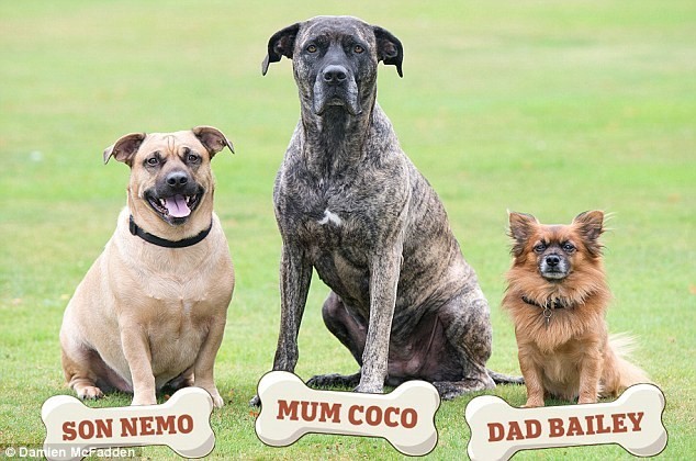 Sự thật... bất ngờ phía sau bức ảnh gia đình 3 chú chó