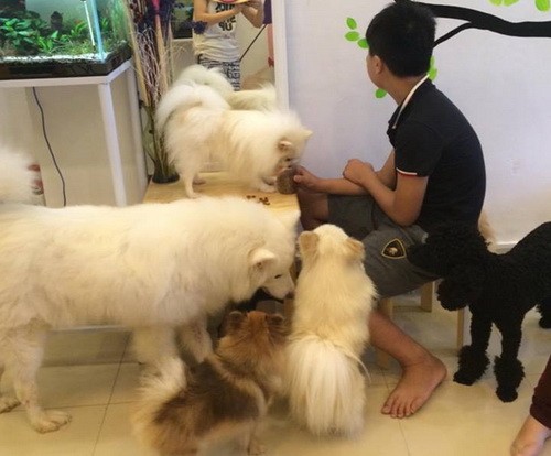 Khóc ròng vì 13 con thú cưng bị giết trong đêm