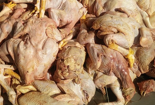 Bắt giữ 9 bao tải gà chưa qua kiểm dịch