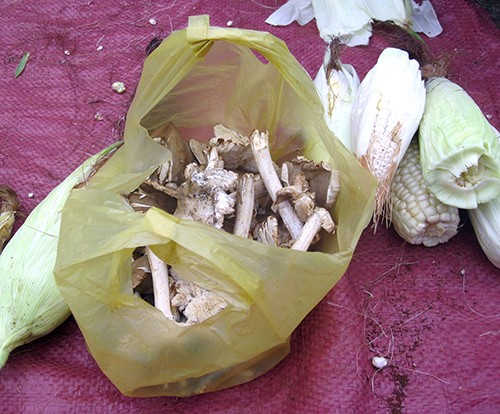 ‘Lộc trời’ nấm mối bán nhiều ở các chợ Gia Lai