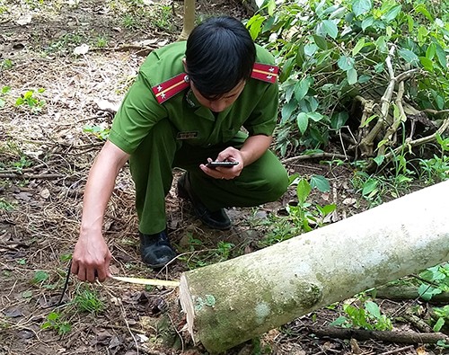 Ba cây sưa trong vườn bị cưa trộm