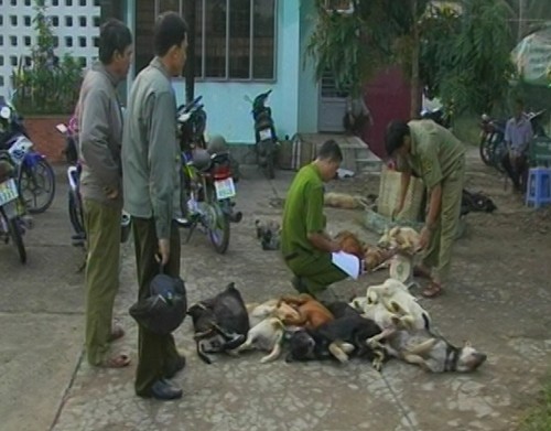Tạm giữ ba thanh niên chở 27 con chó bị đánh bả