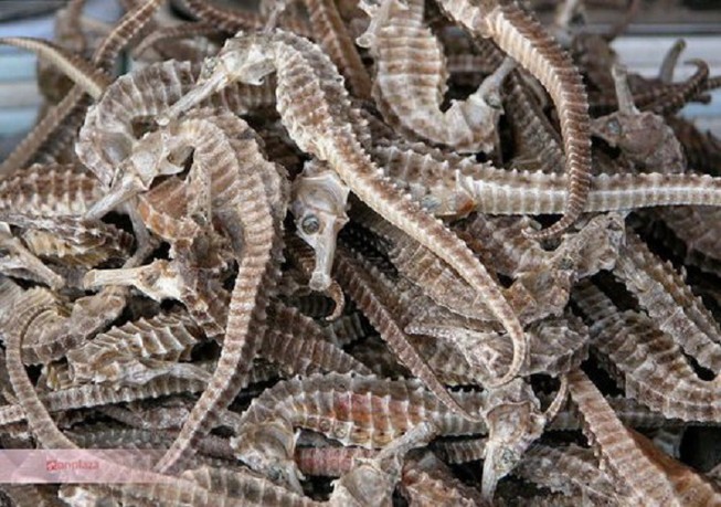 Cá ngựa - món ăn bài thuốc