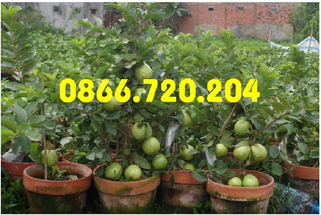 Giống ổi siêu trái trồng trong chậu