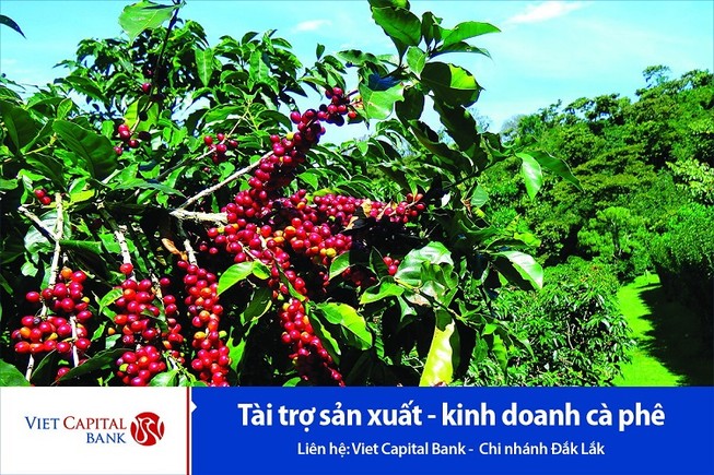 Viet Capital Bank ưu đãi cho vay sản xuất, kinh doanh cà phê