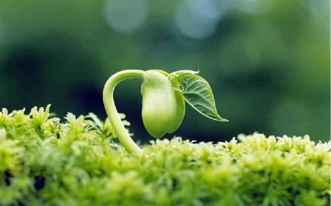 Hiểm họa với tinh chất mầm đậu tương