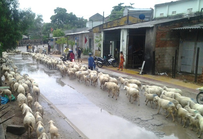 Thêm cơn mưa giải hạn cho Ninh Thuận