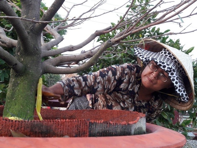 Nghe nghệ nhân bày cách chơi mai ngày tết