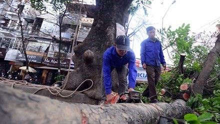 Vụ chặt cây xanh là bài học trong lãnh đạo, điều hành