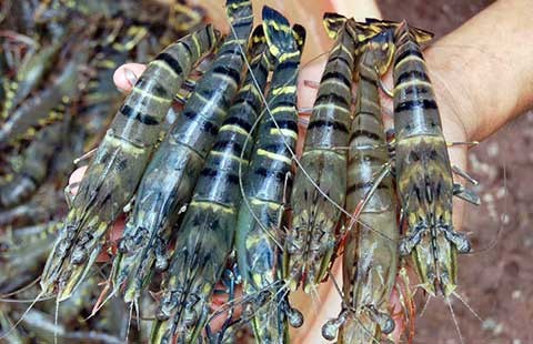 Tôm, cá Việt: coi chừng bị nước ngoài tẩy chay
