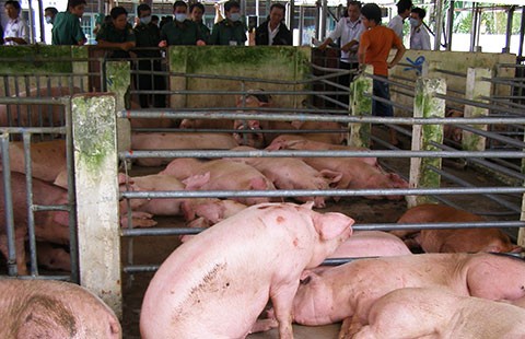 Heo thịt bị bơm nước và tiêm thuốc ngủ