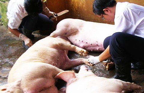 Lãng phí xử lý động vật tạm giữ