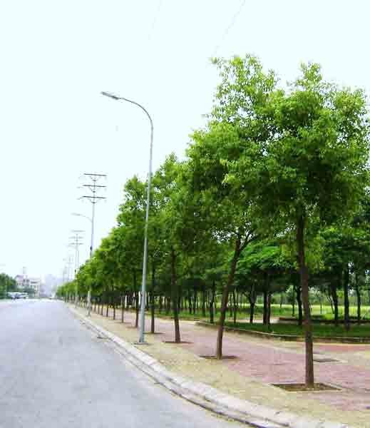 Thay cây long não trên đường Tân Hóa - Lò Gốm