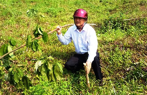 Vụ gần 1.000 gốc cao su bị đốn hạ: Bị kẻ xấu đốn hạ thêm 500 gốc
