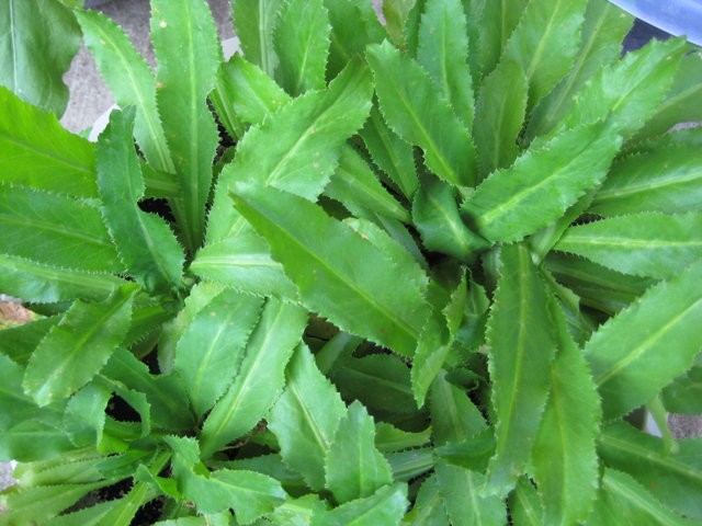 Miệng nặng mùi, đã có ngò gai
