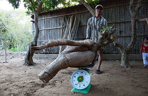 Đào được củ mì hơn nửa tạ ở Bến Tre