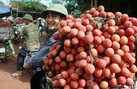 Bám Trung Quốc, nông sản bị rẻ rúng