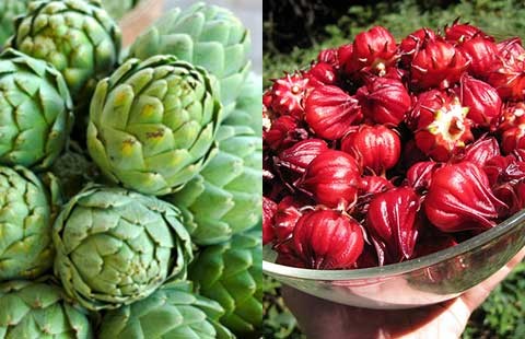 Tránh nhầm lẫn công dụng chữa bệnh của hoa Atisô và bụp giấm