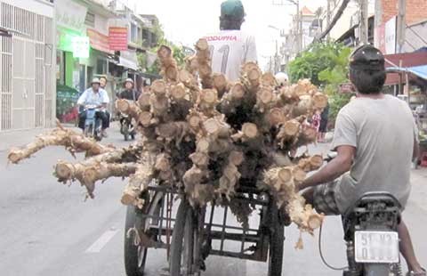 Đẩy xe cừ tràm như chỗ không người