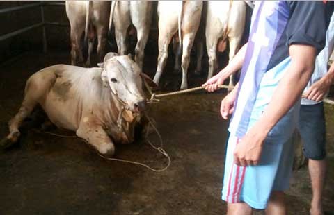 ‘Tuyên chiến’ với bò bơm nước!