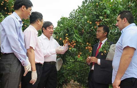 Vải thiều Việt Nam nhận phản hồi tích cực tại thị trường Pháp
