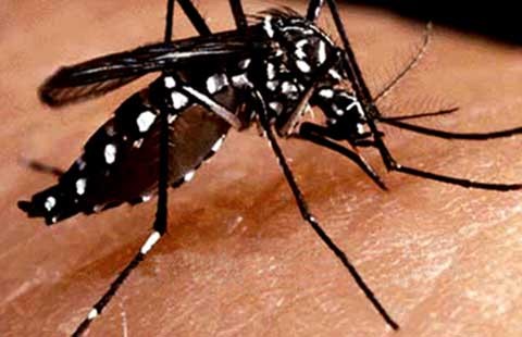 Virus sốt xuất huyết trở nên nguy hiểm!