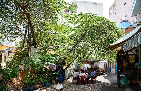 Trồng cây trong hẻm, kẻ cười người mếu