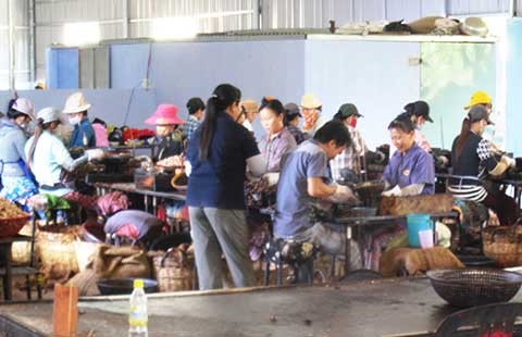 Xưởng hạt điều vẫn chưa ngừng hoạt động