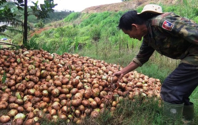 Đà Lạt đổ bỏ hành tây nhưng giá ở TP.HCM không giảm