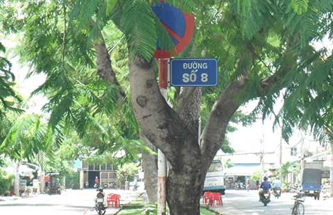 Cột biển báo hư, dựa vào cây