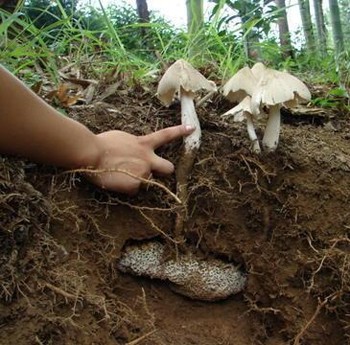 Kiếm tiền triệu mỗi đêm từ nấm mối đầu mùa