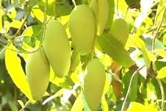 Xoài Đồng Nai xuất ngoại sang Nhật