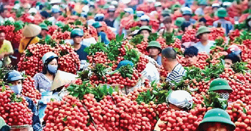 Vải thiều ‘thắng’ ở cả thị trường trong nước lẫn xuất khẩu