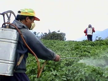 Báo động dư lượng thuốc trừ sâu trên cây chè