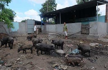 Vụ “Xây cái chuồng heo…”: Huyện Bình Chánh yêu cầu xã báo cáo