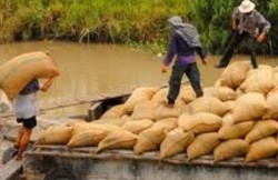 Truy tìm nhóm thương lái lúa tráo tiền lừa dân hàng trăm triệu đồng