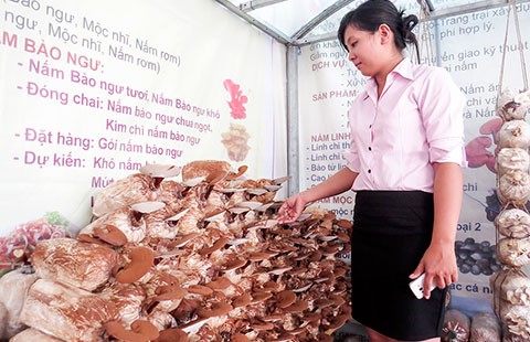 Nấm linh chi Việt thất thế trên sân nhà