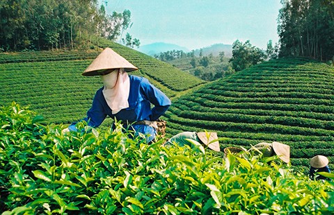 ‘Cởi trói’ cho đại gia rót tiền vào nông nghiệp