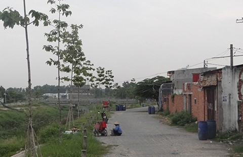 Trồng cây dầu ven kênh Ba Bò: ‘Ông nói gà, bà nói vịt’