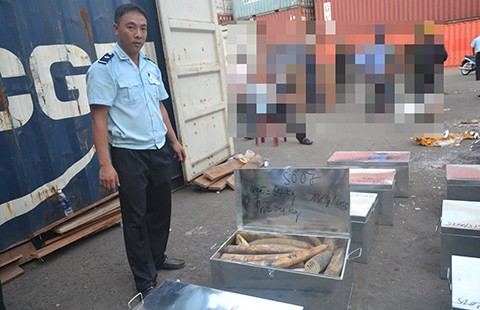 Bắt gần một tấn ngà voi, sừng tê nhập lậu