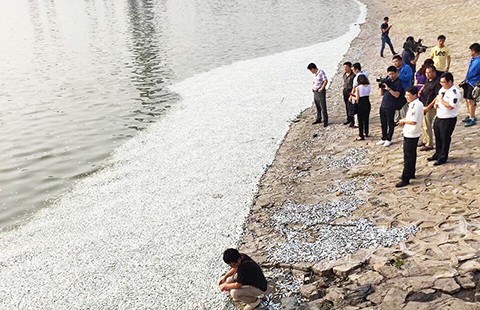 Cá chết hàng loạt trên sông Hải Hà