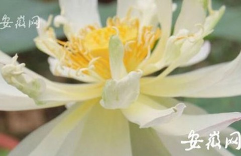 Hạt sen 600 tuổi bất ngờ nở hoa