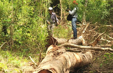 Vườn QG Yok Đôn: Điều tra vụ hai cây gỗ hương cổ thụ bị đốn hạ