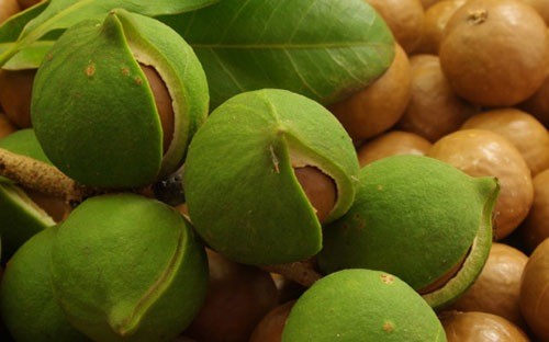 Đổ xô trồng ‘nữ hoàng mắc ca’