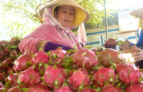 Trung Quốc tung chiêu, thanh long rớt giá thảm
