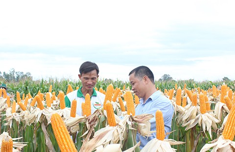 Nông dân Việt ‘mê’ bắp biến đổi gen