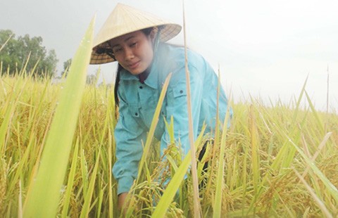 Gập ghềnh đường vào đại học của cô thủ khoa khối C