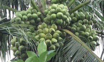 Coi chừng dừa rụng trúng đầu